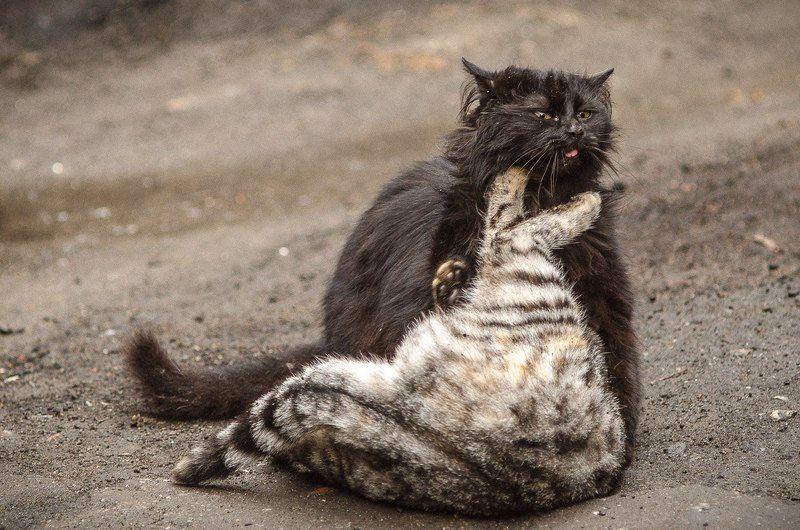 Кошкины игрыphoto preview