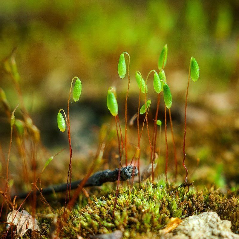 Bryophytaphoto preview