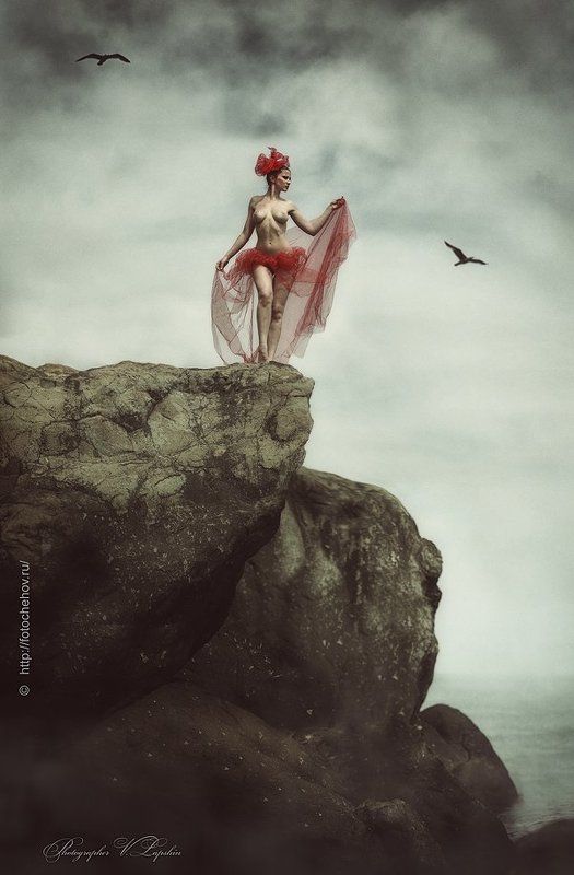 Чайки фото превью