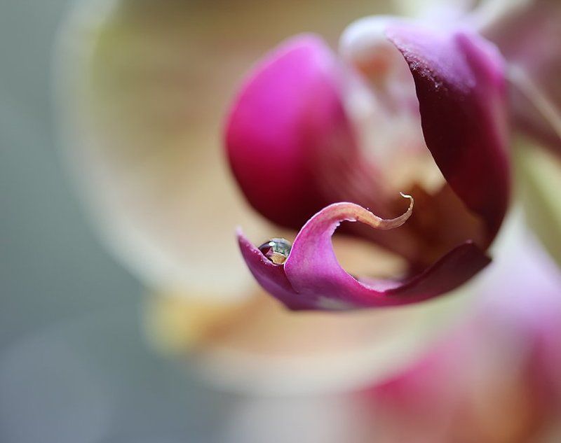 цветы, орхидея, капли Маленький мир Орхи...photo preview