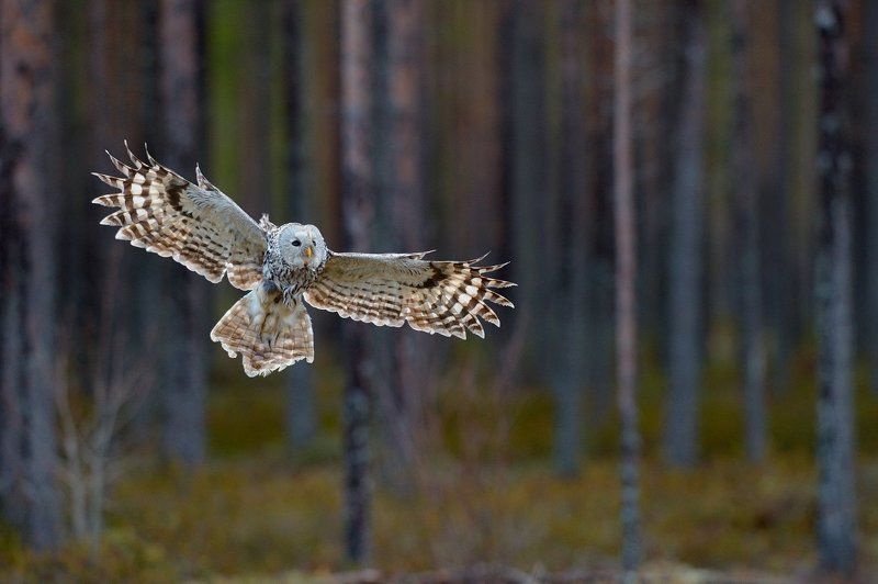 совушкаphoto preview