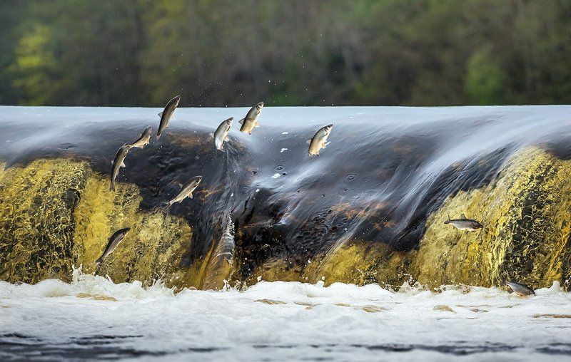 нерест, кулдинга, вента, рыба, река, латвия Нерест вимбы на Вентеphoto preview
