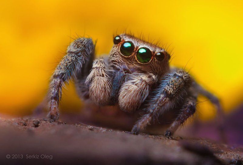 jumping spider, macro, close-up, nature,evarcha falcata, small, cute, eyes, jump, spider, art, ukraine, chernivtsi, oleg serkiz, олег серкиз, макро, паук скакунчик “Green-Eyed” Male Jumping Spider Evarcha falcataphoto preview