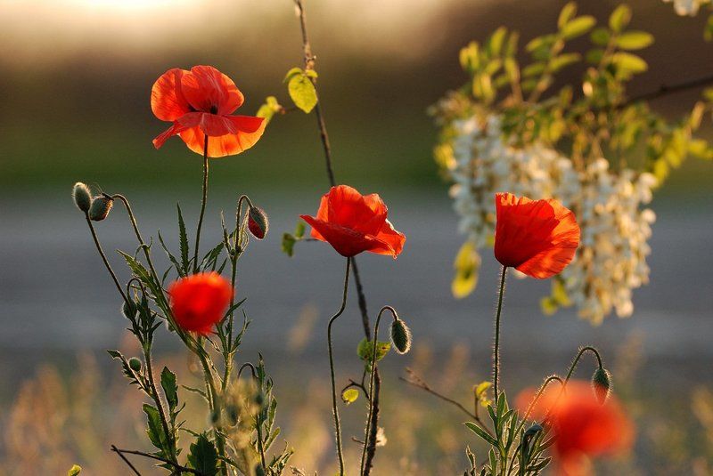 МАЙСКИЙ ВЕЧЕРphoto preview