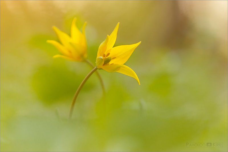 В танцеphoto preview