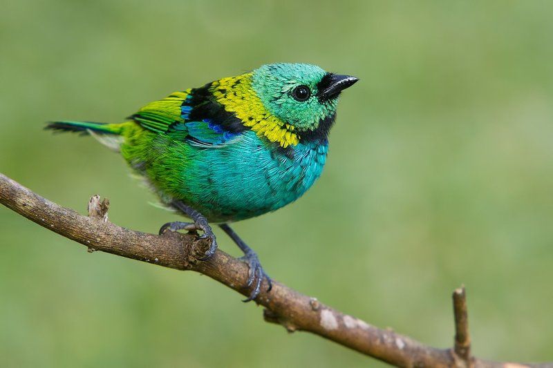 я ль на свете всех милее..photo preview