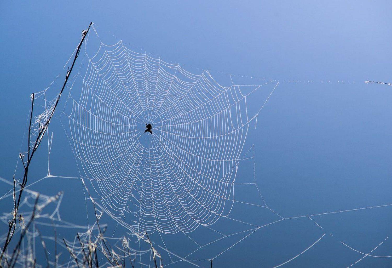 Ожидание. Автор: Пеккер Сергей паук, паутина,вода,природа,насекомые, Пеккер Сергей