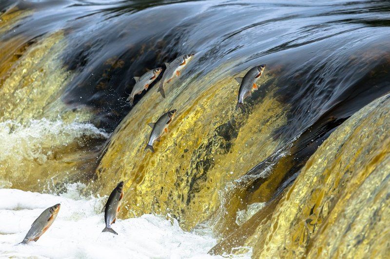 рыбец - сырть - вимбаphoto preview