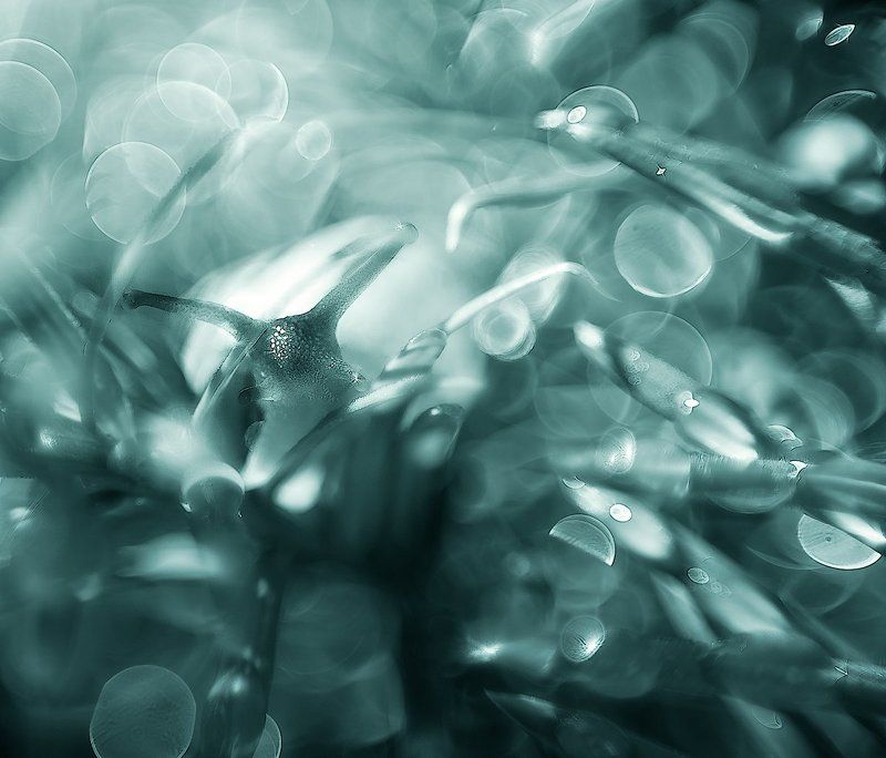 Small World.photo preview