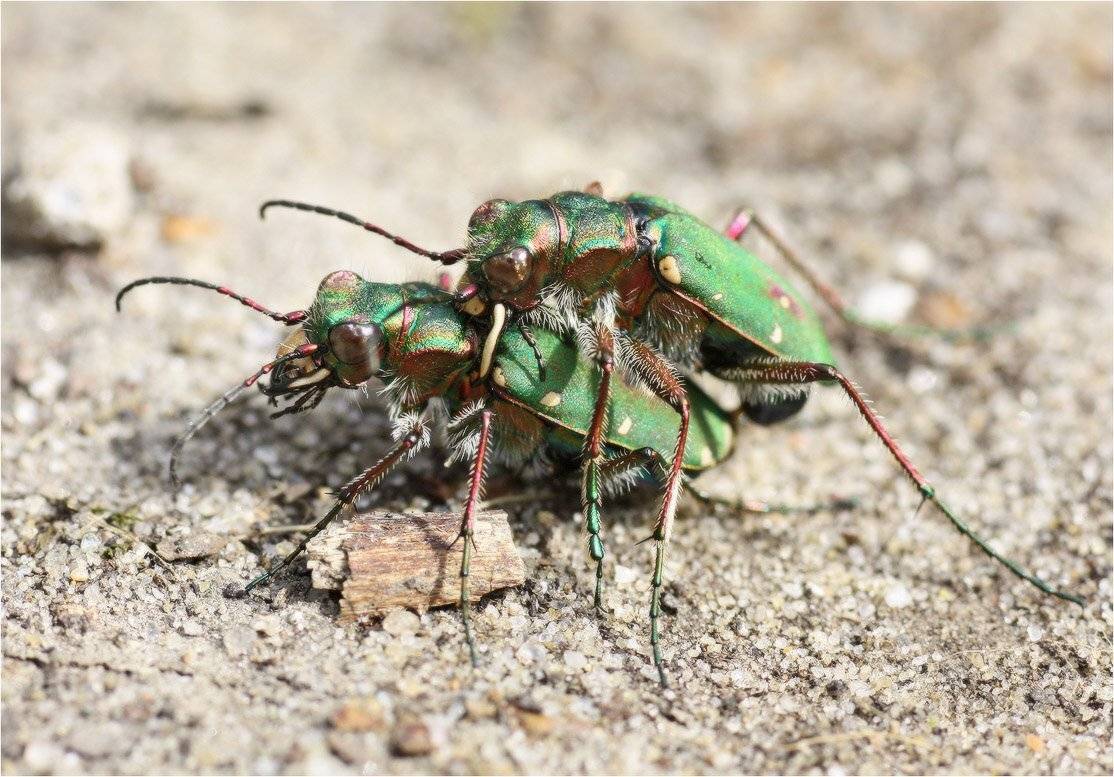 жук-скакун, КарОл