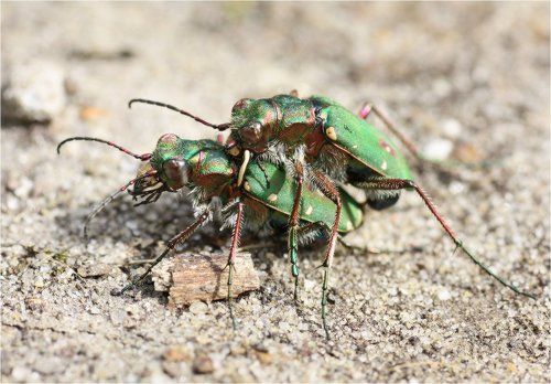 Фитинг бөлмелеріндегі жалаңаш қыздар фотосуреттер мен суреттер