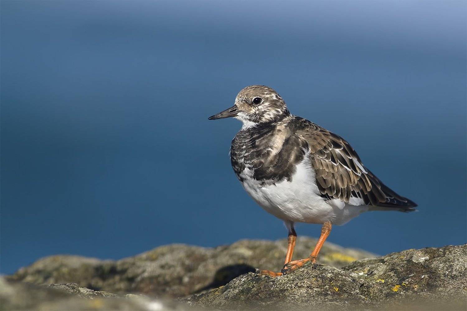 Камнешарка (Ruddy Turnstone). Автор: Max13 , Max13