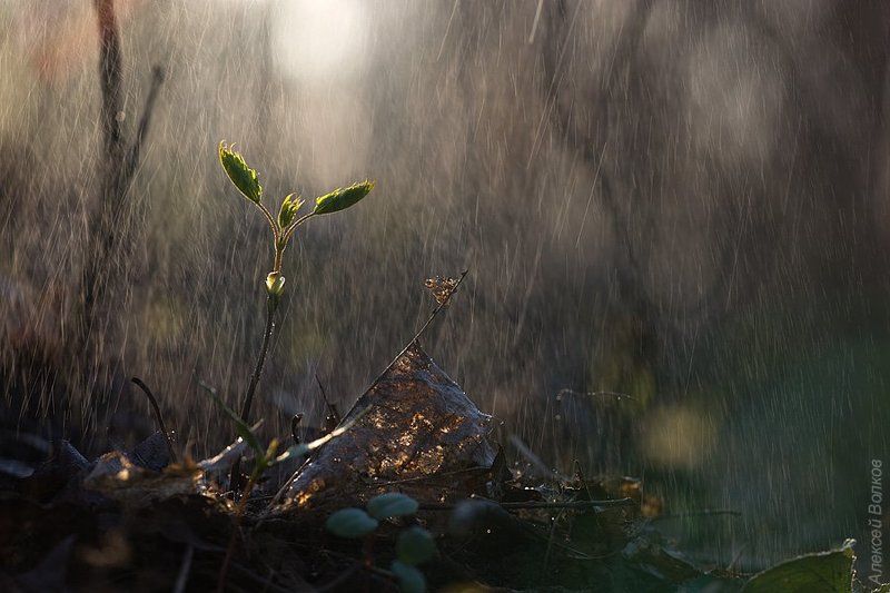 дождь, кусковский парк, май, весна Майский ливеньphoto preview