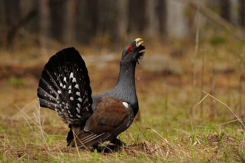 Главный по курятнику фото превью