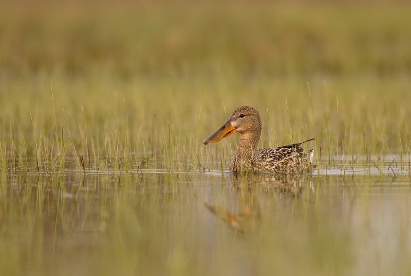 Northern shovelerphoto preview