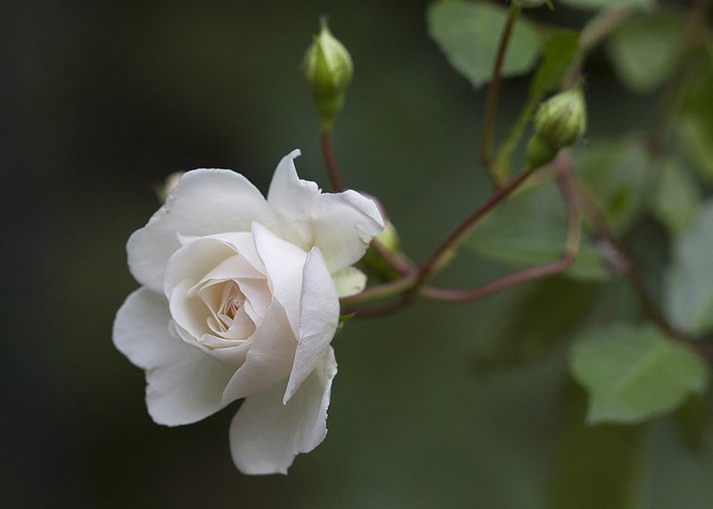 Жизнь в розовом цвете-2photo preview