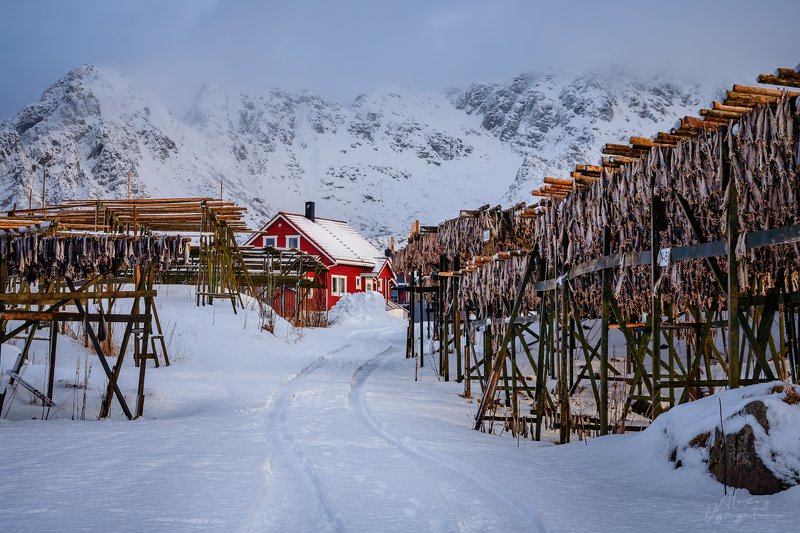 lofoten, norway, norge, winter, fish, red house Норвежские виды..photo preview