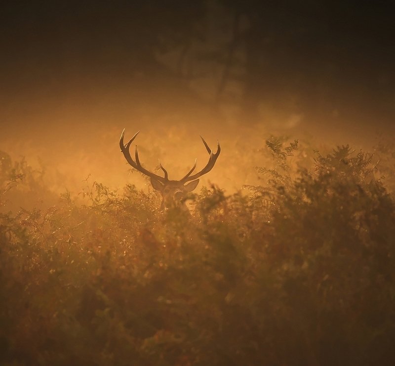 H E R Nphoto preview