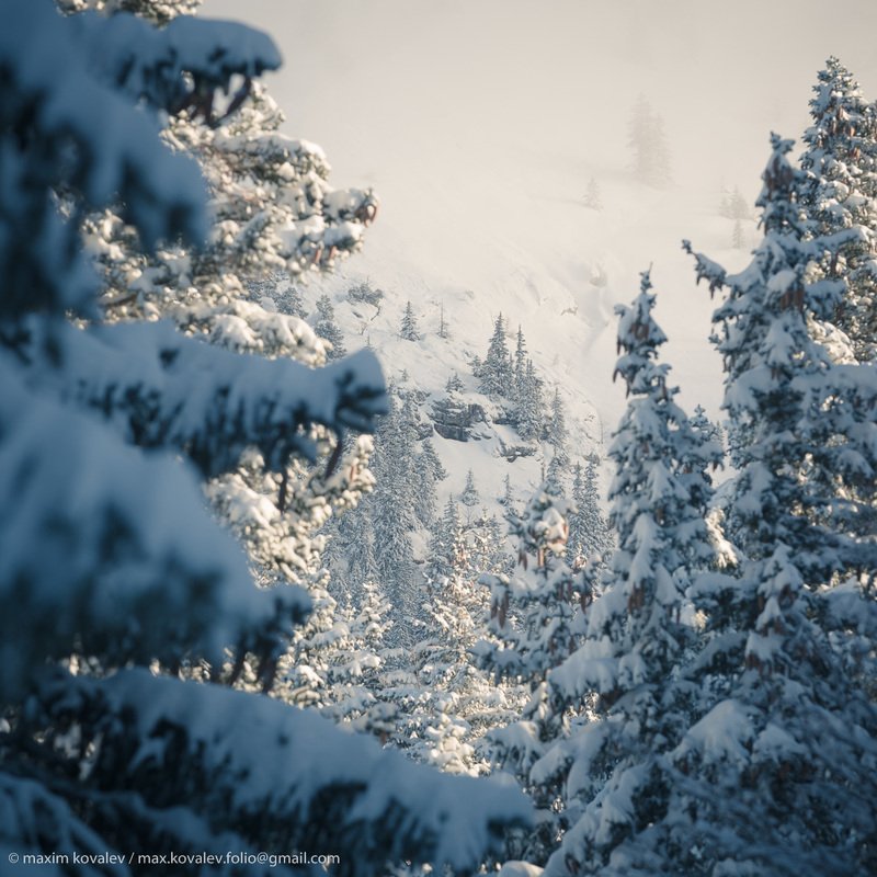 europe, cloud, fir, mountain, nature, pine, plant, slope, snow, tree, winter, европа, гора, дерево, ель, зима, облако, природа, растение, склон, снег, солнечно, шишка Среди елей заснеженных.. / Among the snowy firs..photo preview