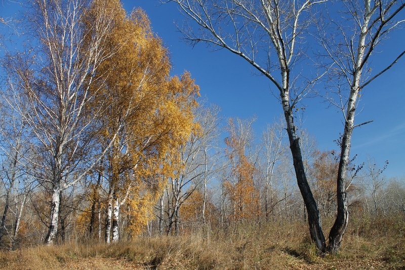 осень, октябрь **photo preview