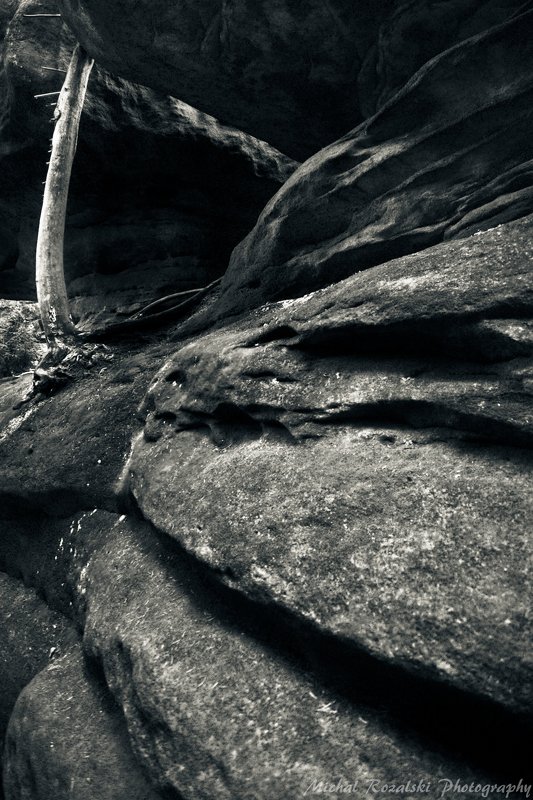 blackandwhite, ,b&w, ,rocks, ,tree, ,abstract, ,nature, ,lines, ,light, ,shadow, ,contrast Nature fights for existencephoto preview