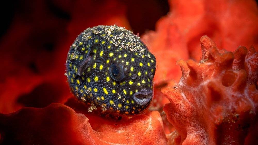 THE BOX. Автор: Андрей Савин , Андрей Савин