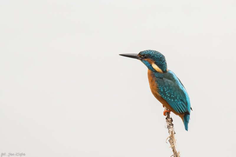 Kingfisher on the background of fogphoto preview