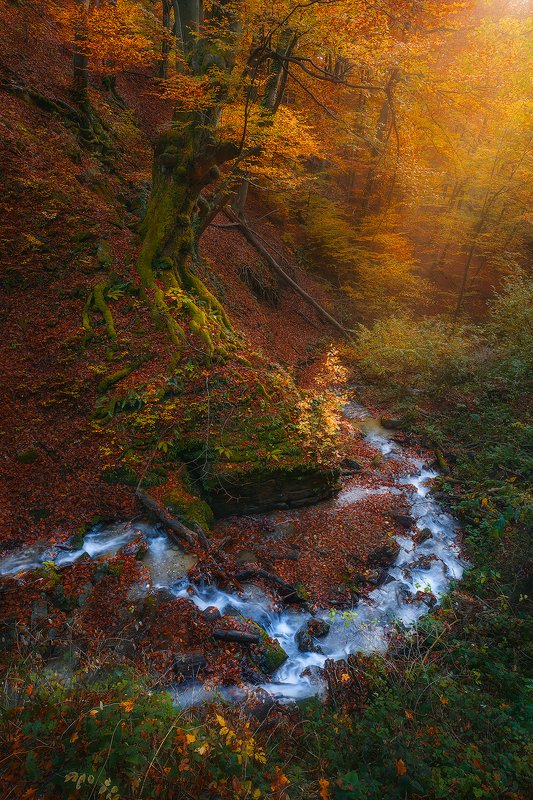 medvednica, zagreb, croatia, landscape, autumn, forest, tre, orange, river  medvednica photo preview