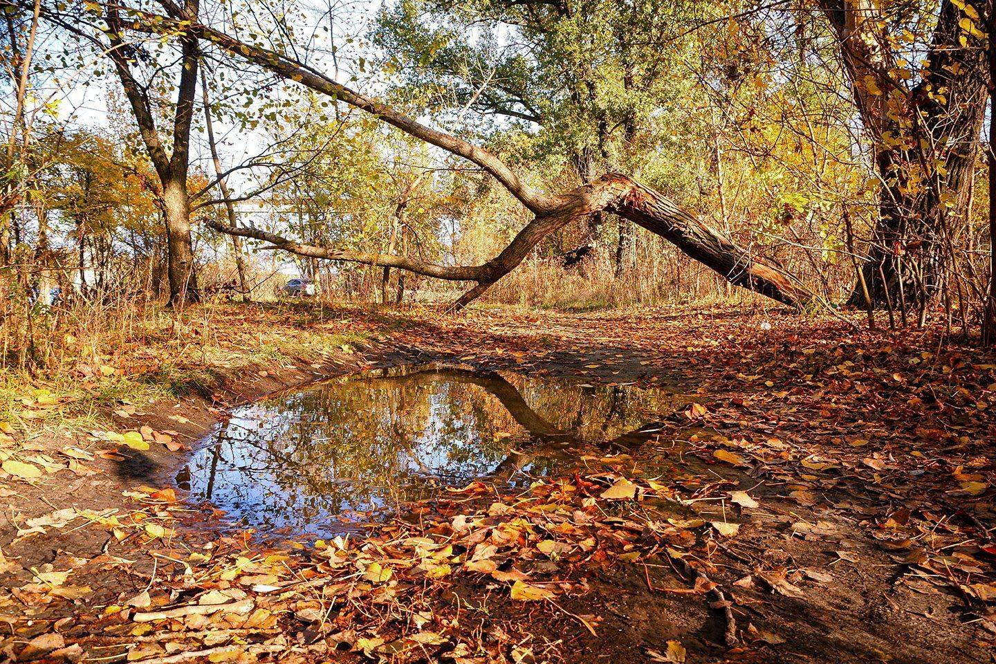 Осенний привет.. Автор: Марина Соколова , Марина Соколова