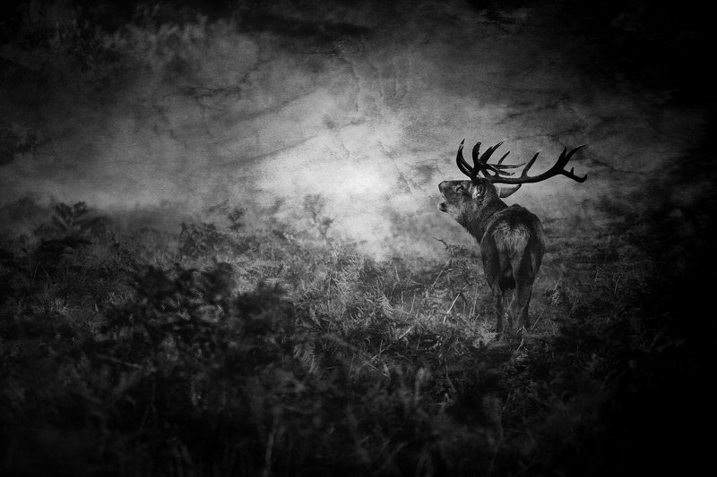 The Call of Darkness...photo preview