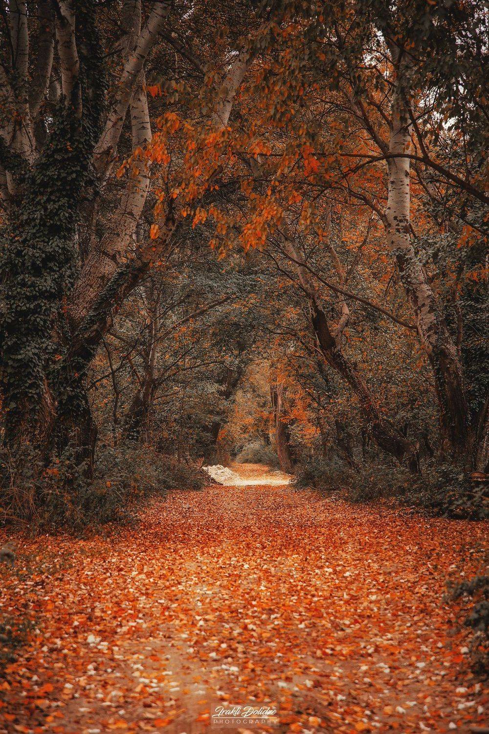 Walking in the park. Автор: ირაკლი დოლიძე autumn, landscape, road, walking, outdoor, leaves, leaf, autumn leaves, red, yellow, tree, photography, canon, canon photography, love, weather, november, earth, beautiful, ირაკლი დოლიძე