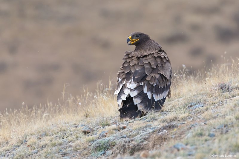 орел, eagle Степной орёлphoto preview