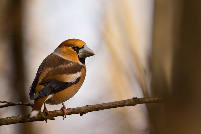 Hawfinchphoto preview