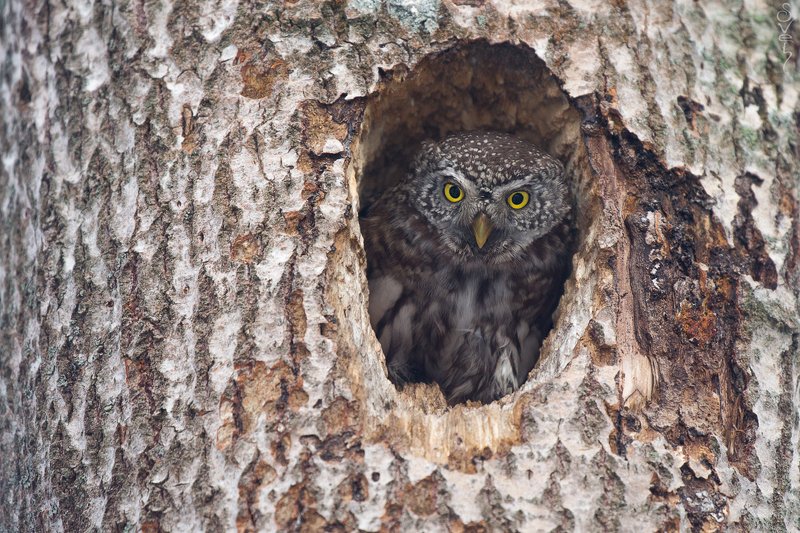воробьиный сыч воробьиный сычphoto preview