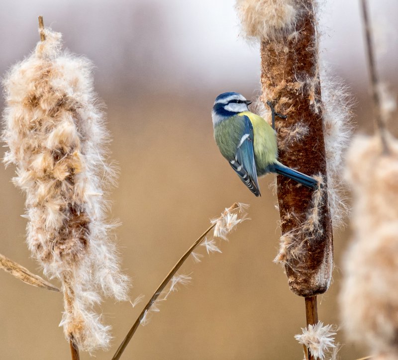 птица, синица, лазоревка, лазоревка..photo preview