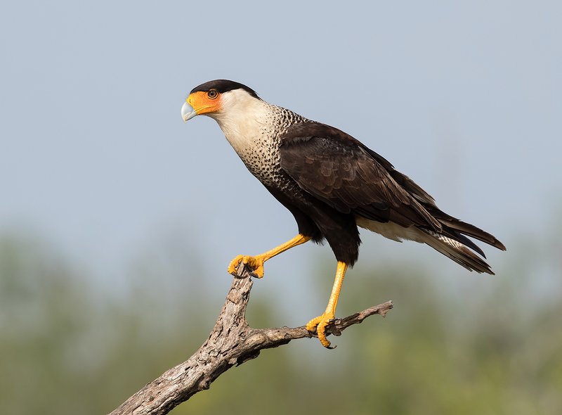 каракара, crested caracara, caracara, tx, texas, хищные птицы Обыкновенная каракара - Crested Caracaraphoto preview