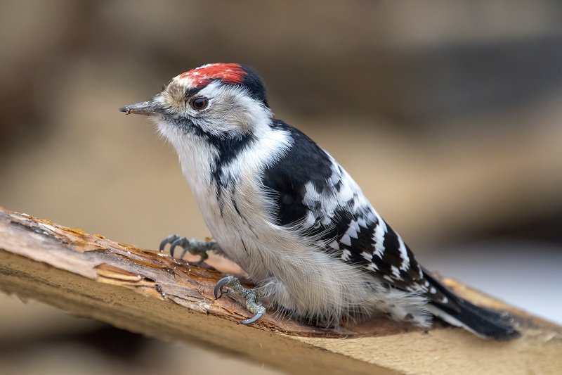 Малый пестрый дятелphoto preview