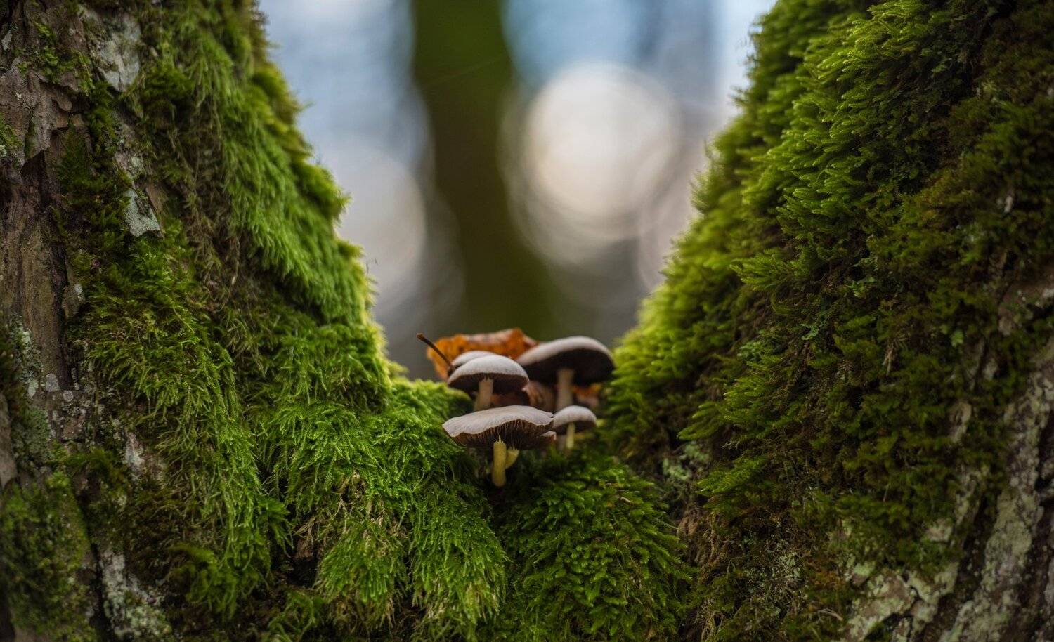 ***. Автор: Edgars Gerskovics , Edgars Gerskovics