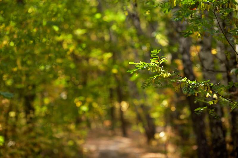 осень,листья,лес,парк,природа Пестрела осень..photo preview