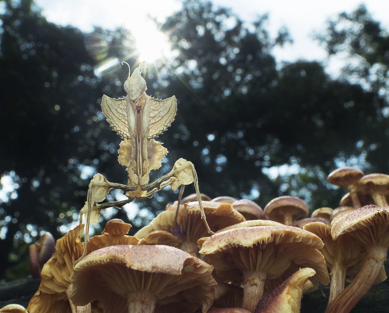 #macro#mantis#colors#laowa15mmf4 Devil Flower Mantisphoto preview