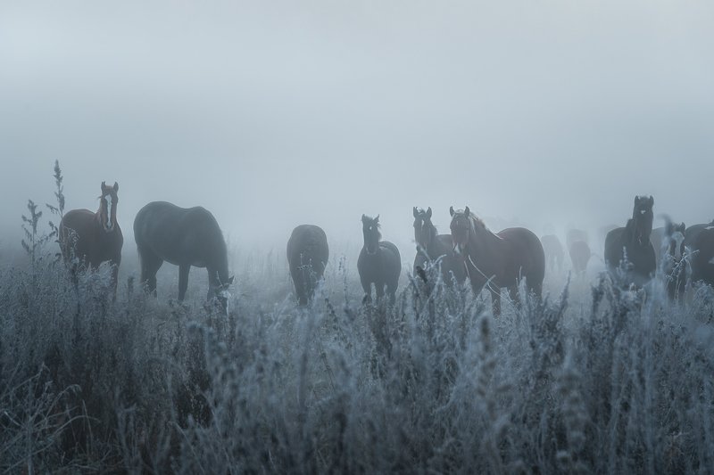 лошади, алтай, туман, рассвет, горный алтай, Предрассветные грезыphoto preview