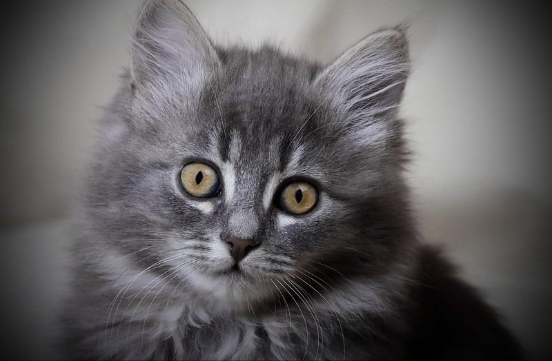 Котейкаphoto preview