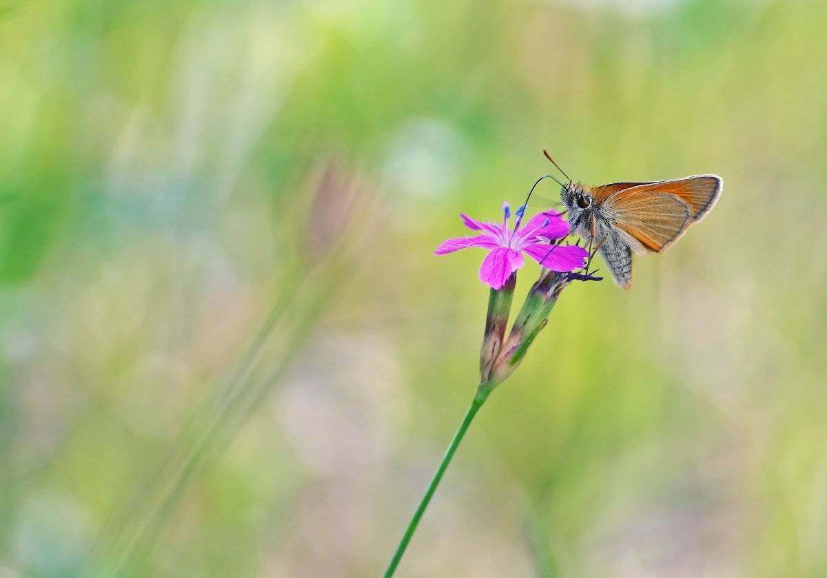 , Чепленко Алексей