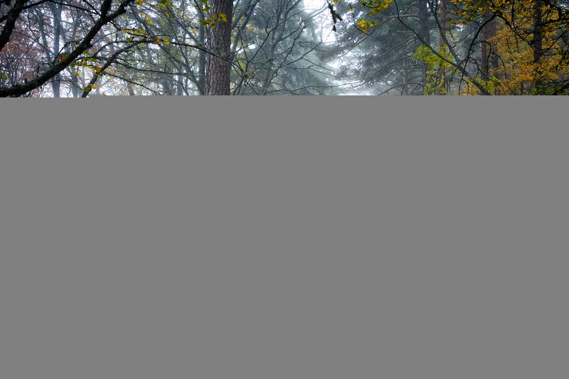 лес, туман, дорога the road to tumanny forestphoto preview