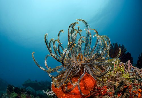 Хищная красота