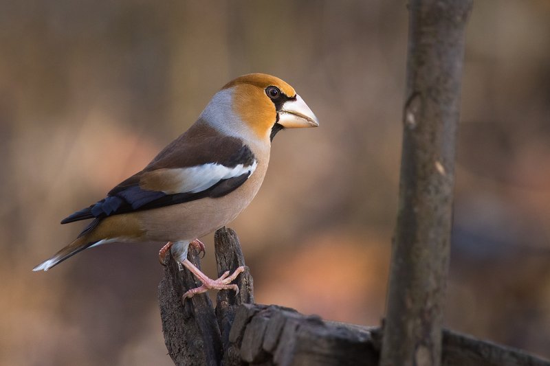 Hawfinchphoto preview