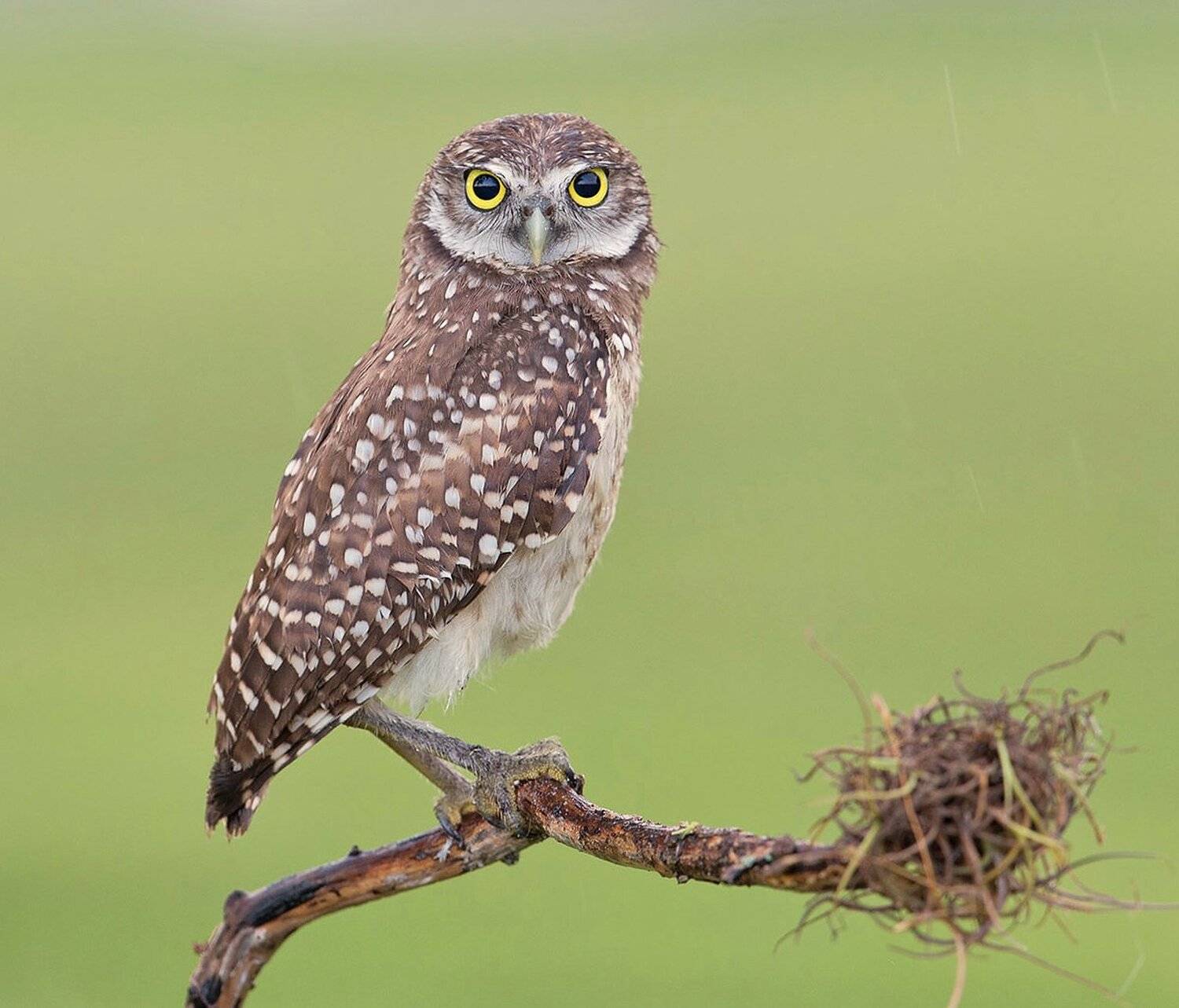 кроличий сыч, florida,burrowing owl, owl, флорида,сыч, Elizabeth Etkind