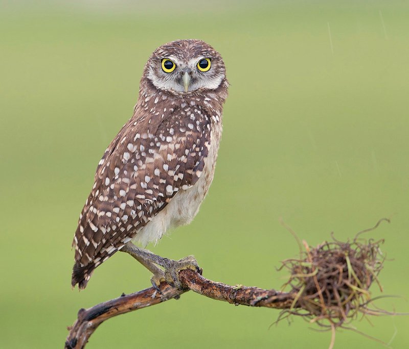 кроличий сыч, florida,burrowing owl, owl, флорида,сыч Cыч - Burrowing Owlphoto preview