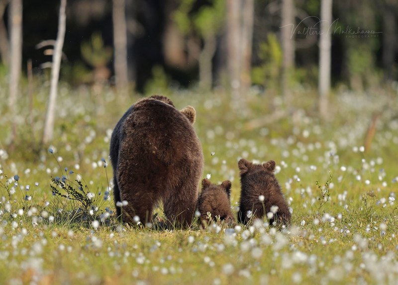 Потапыч, вот ты не ел кашу по утрам, как я, поэтому и остался маленьким ... фото превью