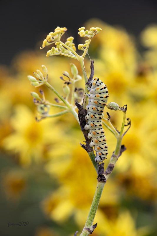 ДЕВЯСИЛ ЦВЕТЕТ В ОКТЯБРЕphoto preview